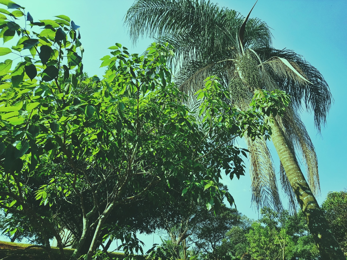 PARQUE CERET [JARDIM ANÁLIA FRANCO
