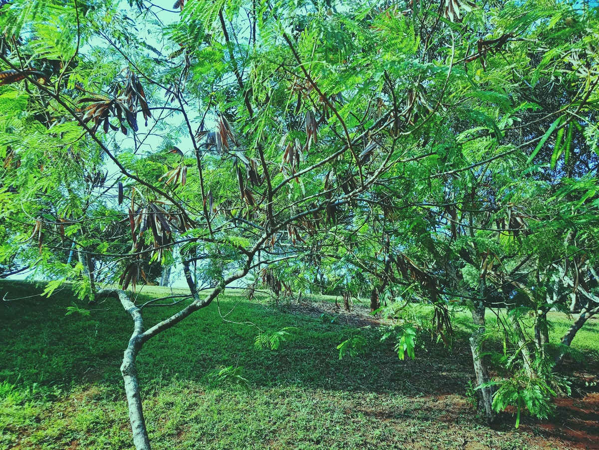 PARQUE CERET [JARDIM ANÁLIA FRANCO