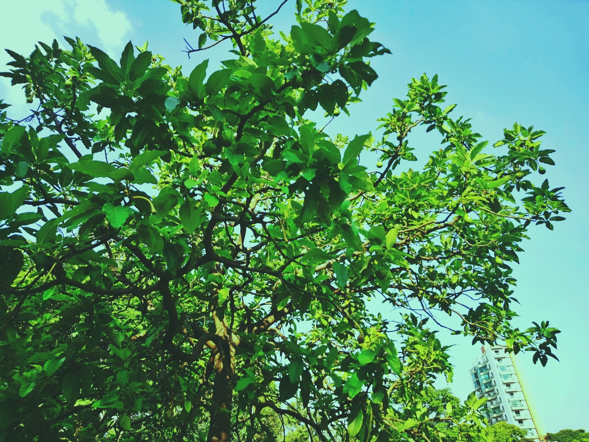 PARQUE CERET [JARDIM ANÁLIA FRANCO