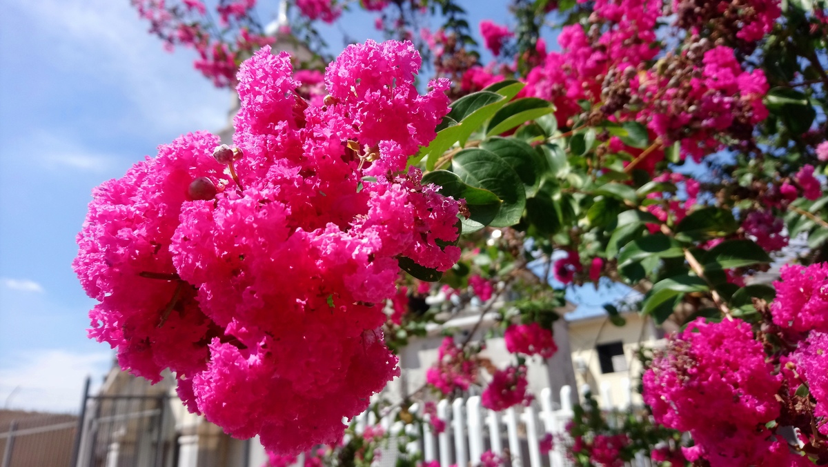 IGREJA ORTODOXA UKRANIANA