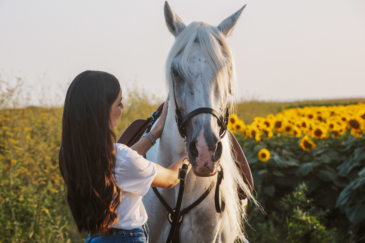 Sessão de solteiros em campo de girassóis, casal antes do casamento com cavalos.