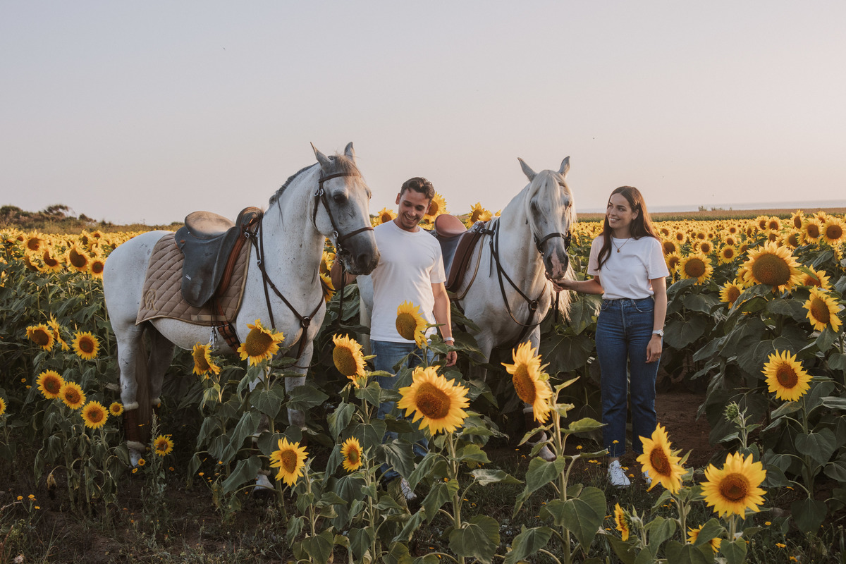 Sessão de solteiros em campo de girassóis, casal antes do casamento com cavalos.