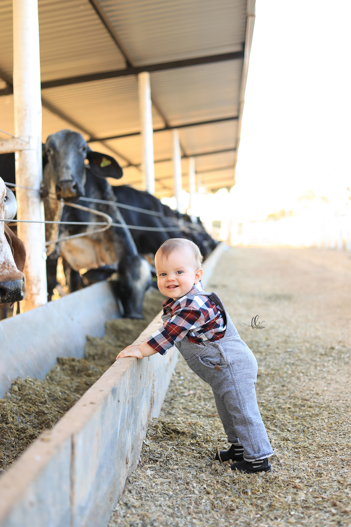 smash, smash the cake, ideias safari, ideias no tema safari, sessão do bolinho, cake smash, fazendeiro, boiadeiro, boho, smash the cake cenário fazenda, selva,fazenda ,smash the cake para menino,sessão de um ano no tema safari,safari, bichos, animais