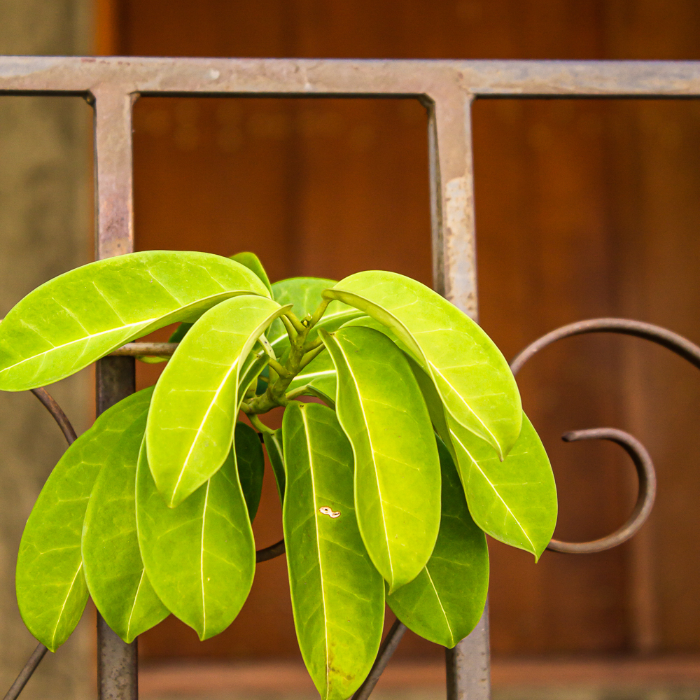 série: urban jungle