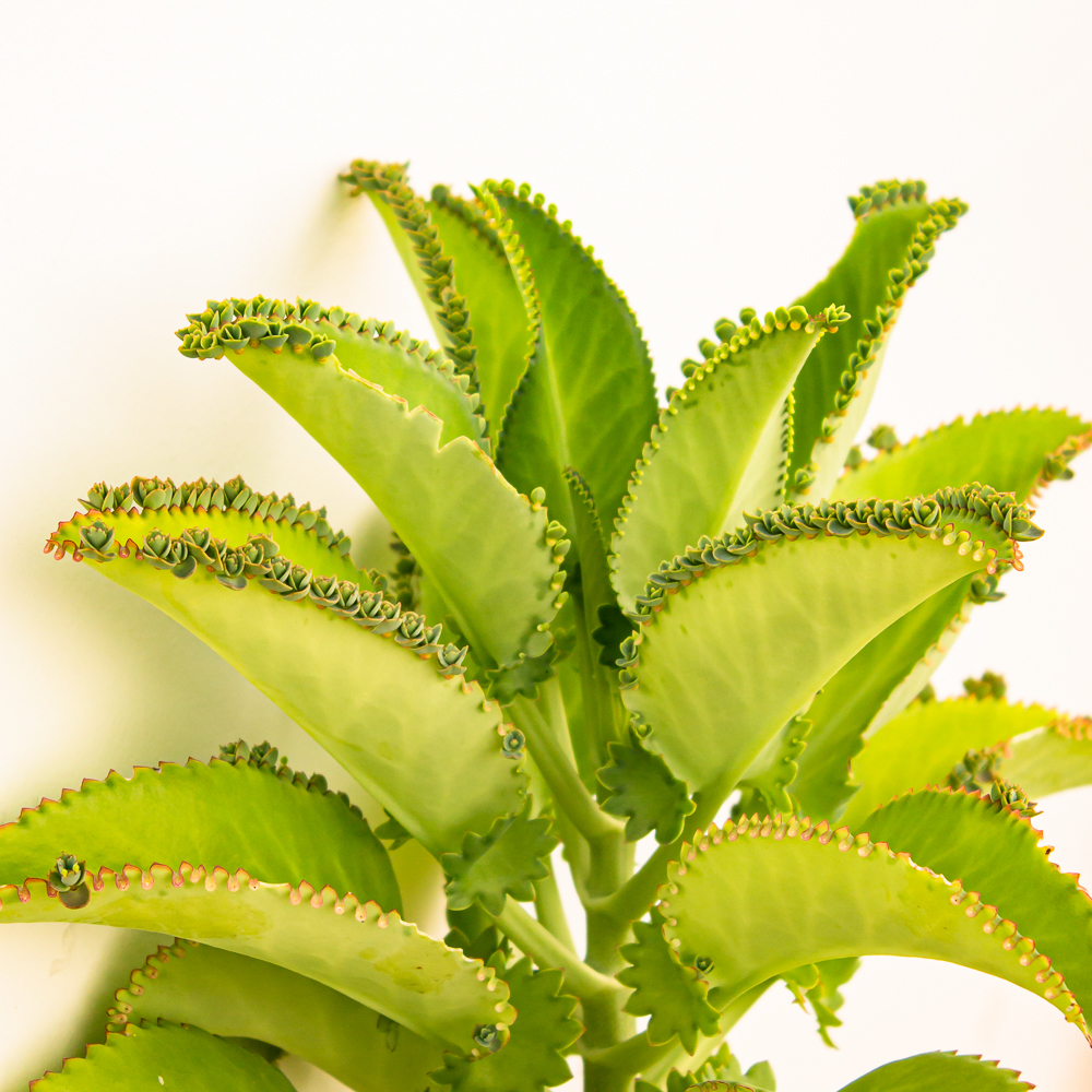 série: urban jungle