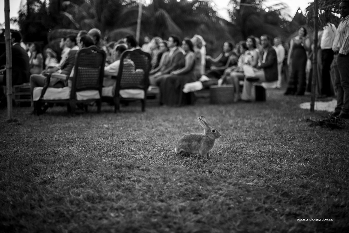 coelho invade cerimonia de casamento