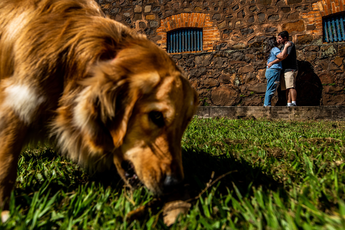 pre casamento com cachorro
