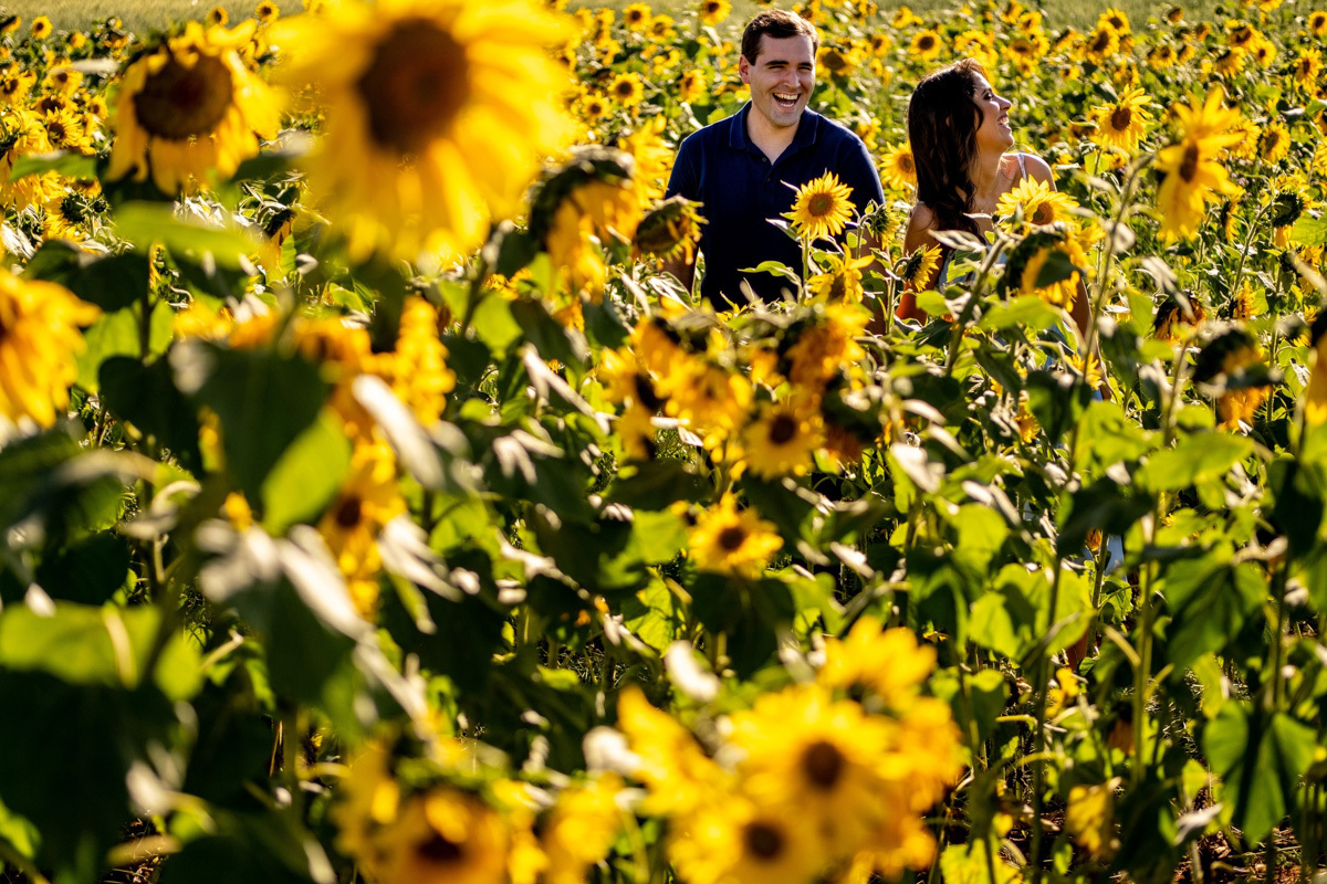 Casal em meio de campo de girassol em Holambra - SP fotografia por Rafael Bigarelli