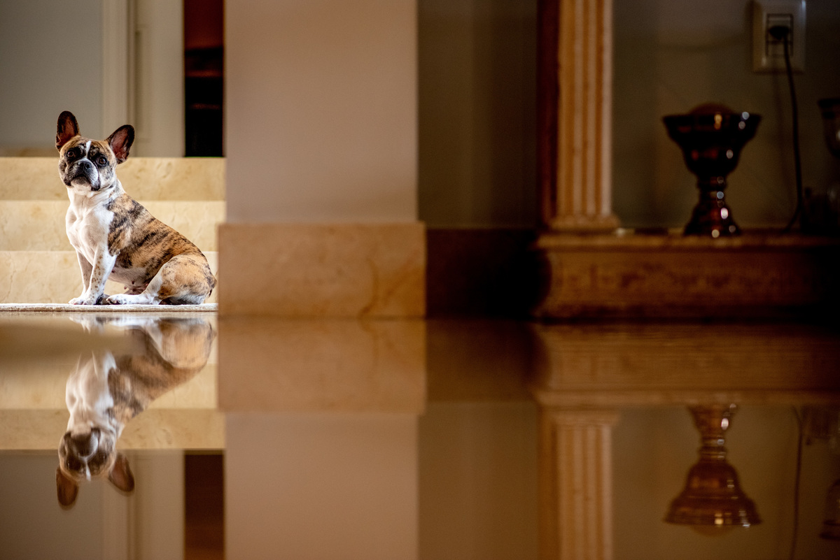 foto cachorro em casamento 