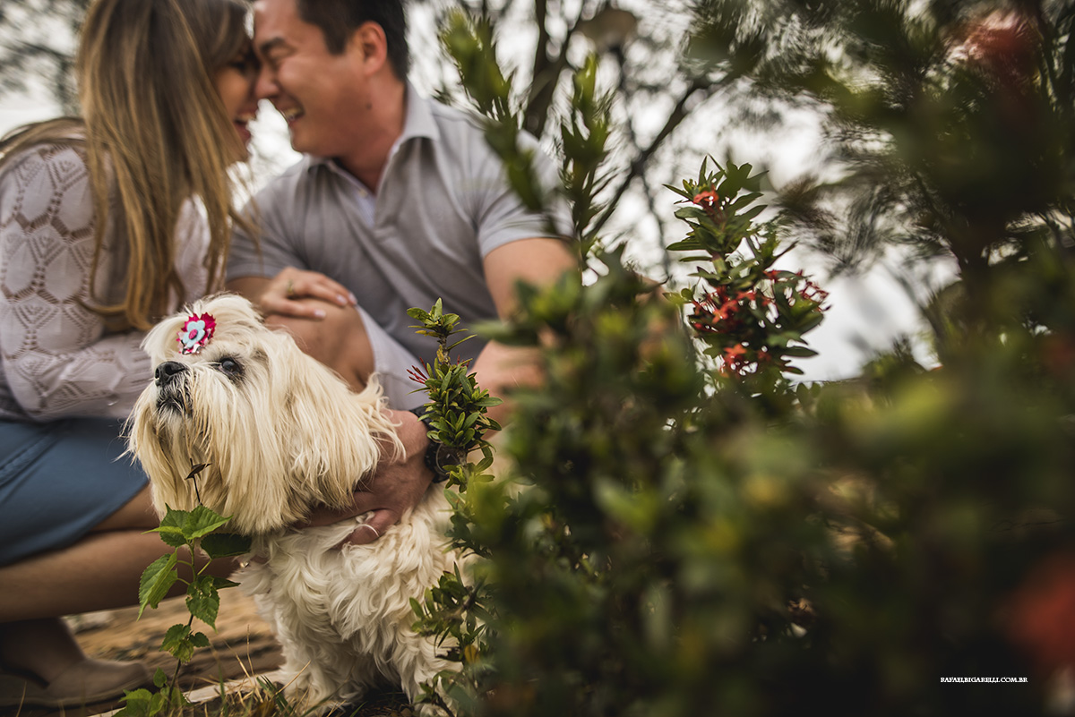 cachorro na sessao de casamento