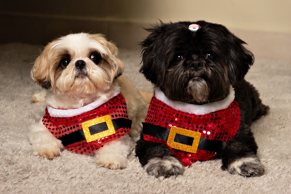 Sushi e Shoyu no Mundo Encantado de Natal