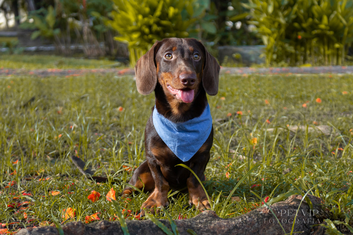 Ensaio pet externo Olavo dachshund - 5