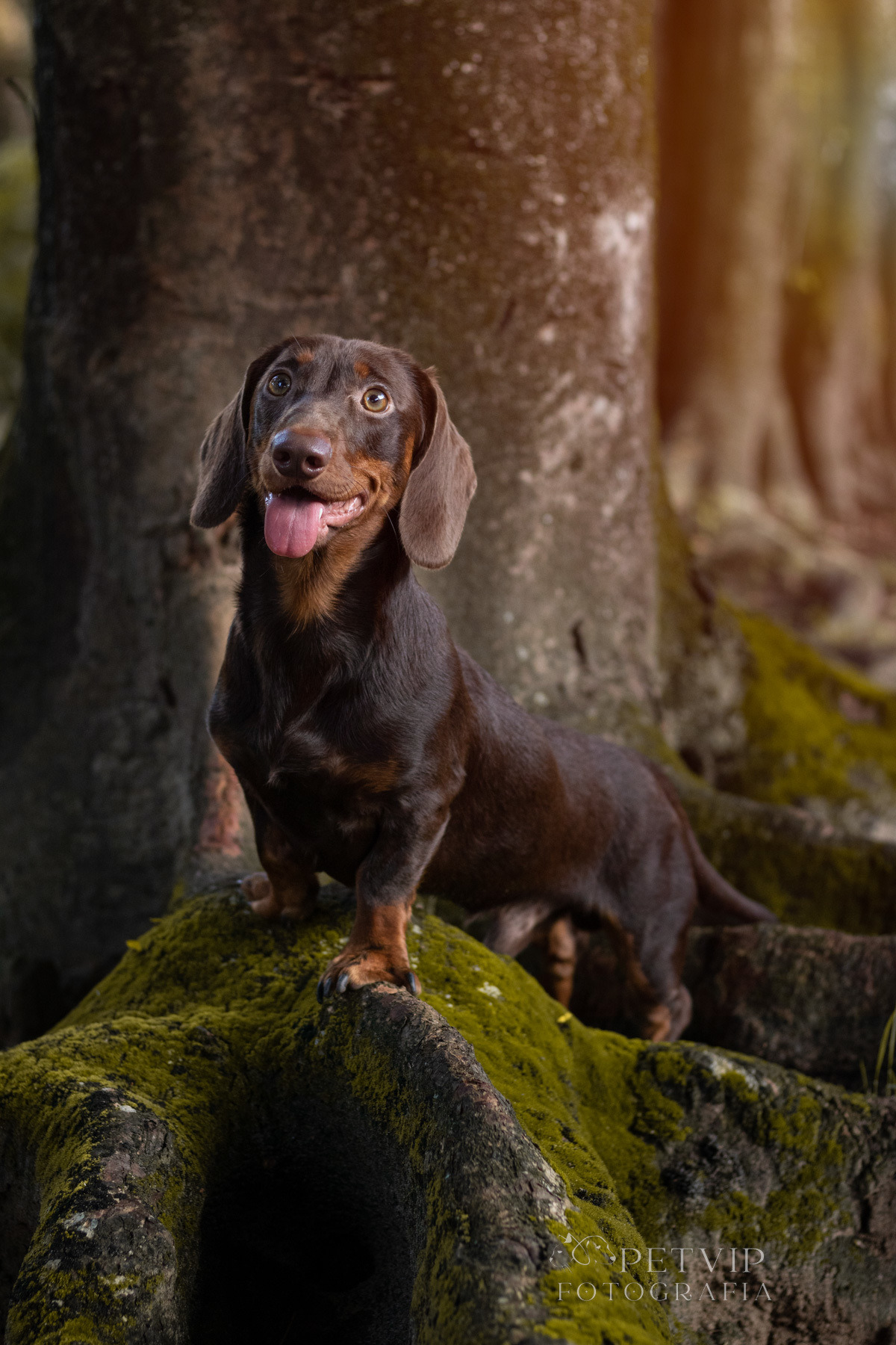 Ensaio pet externo Olavo dachshund - 6