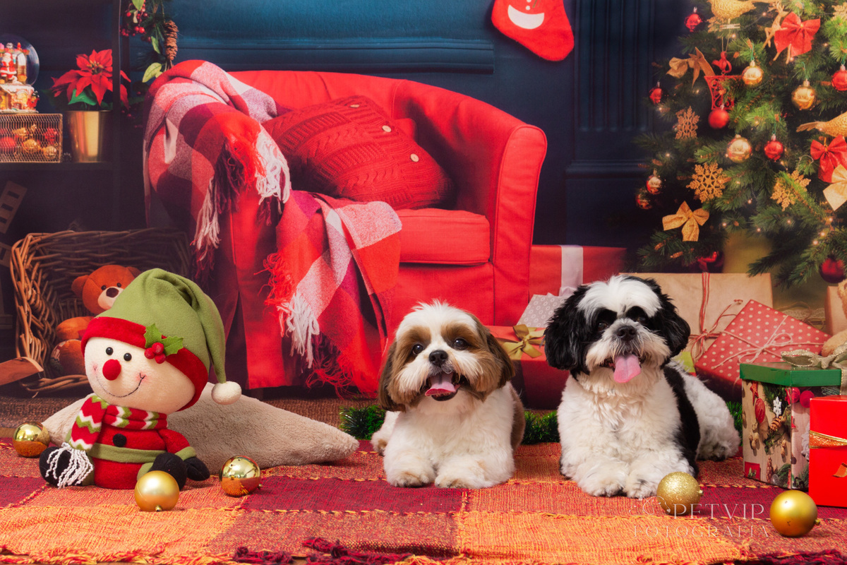 Ensaio pet natal - Chiquinho e Juninho-2