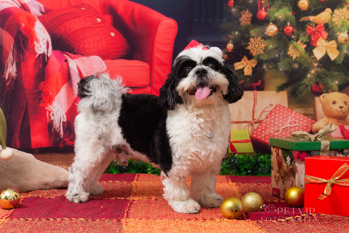 Ensaio pet natal - Chiquinho e Juninho-3