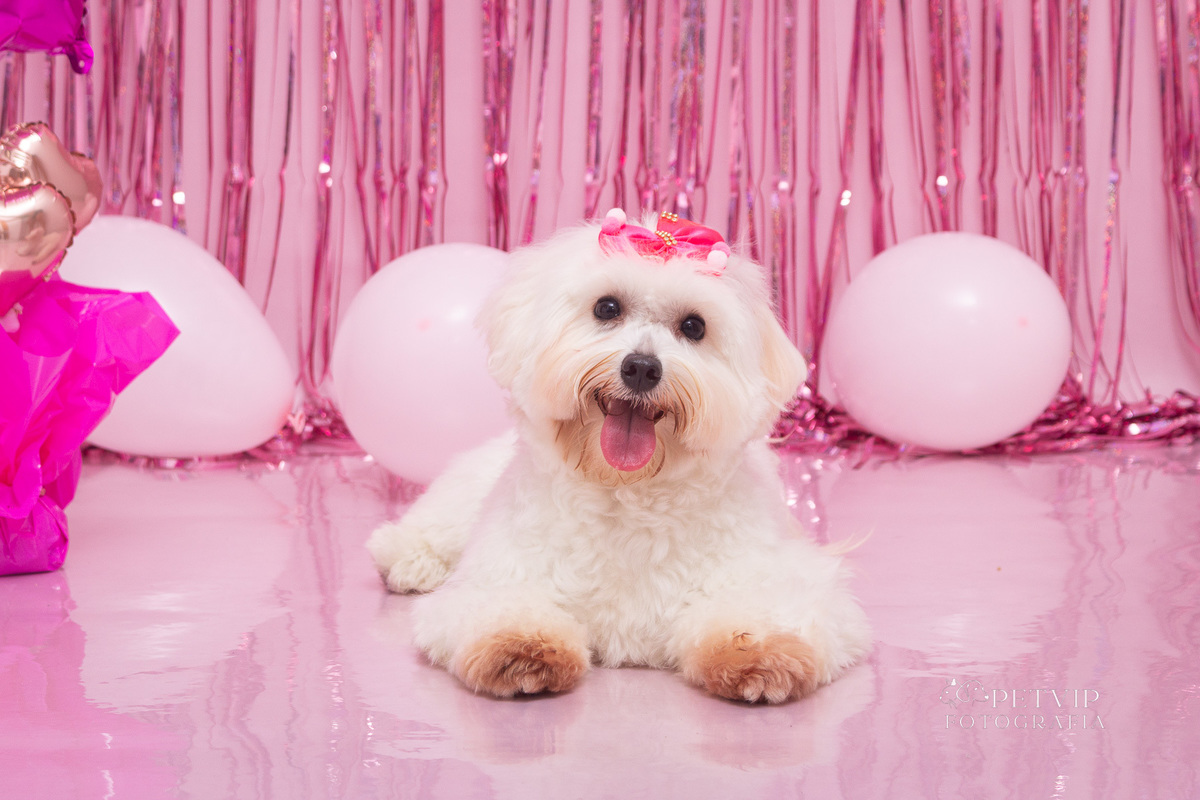 Ensaio aniversário pet em domicílio