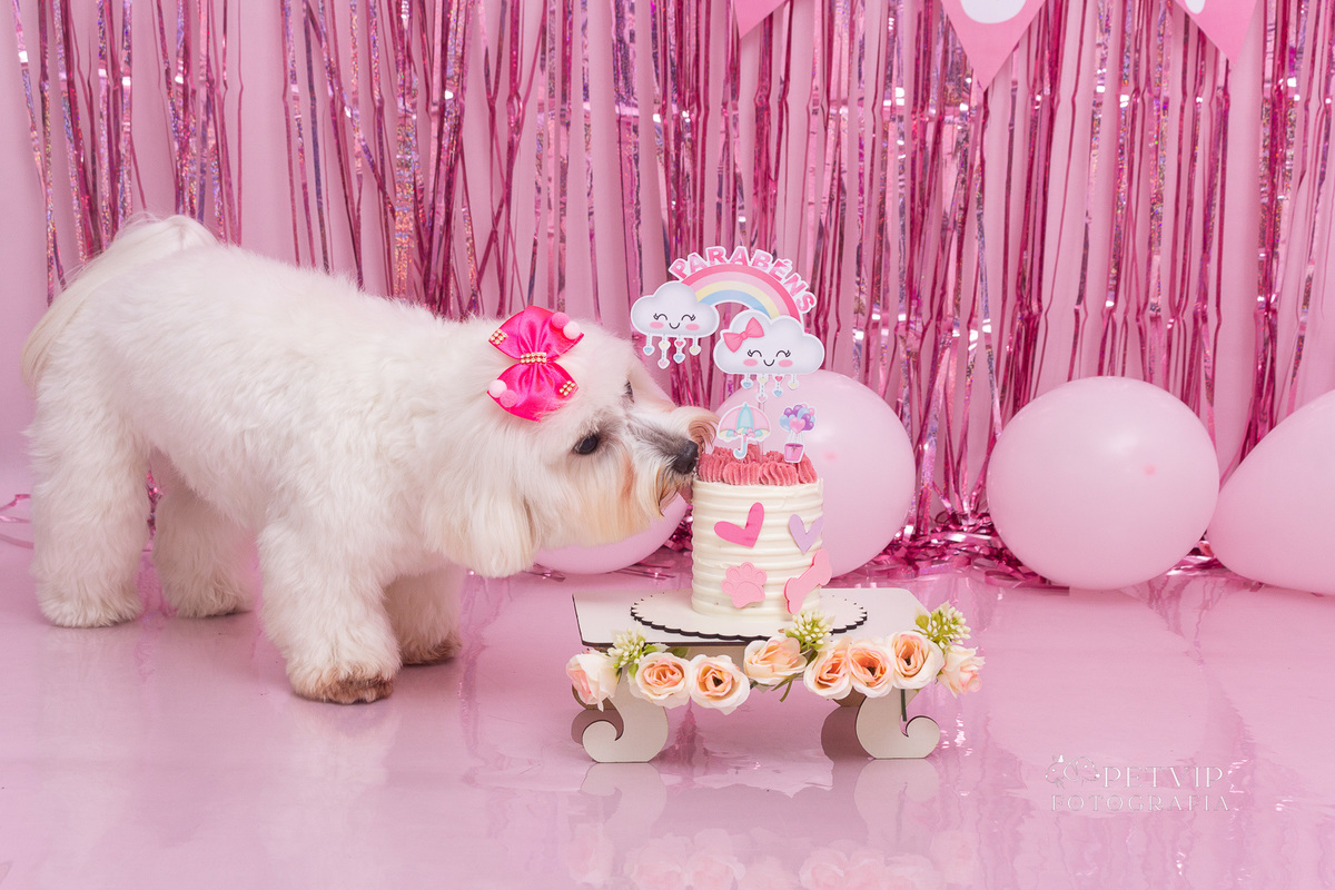 Ensaio aniversário pet em domicílio