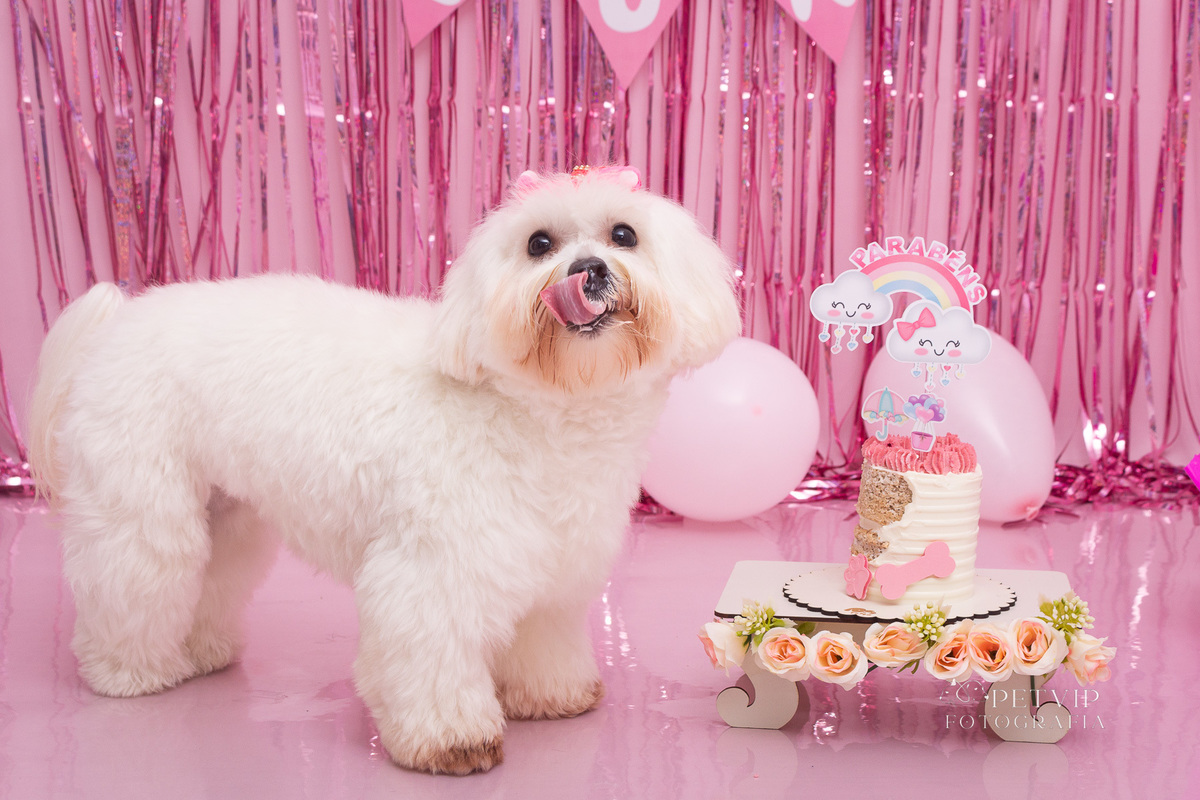 Ensaio aniversário pet em domicílio