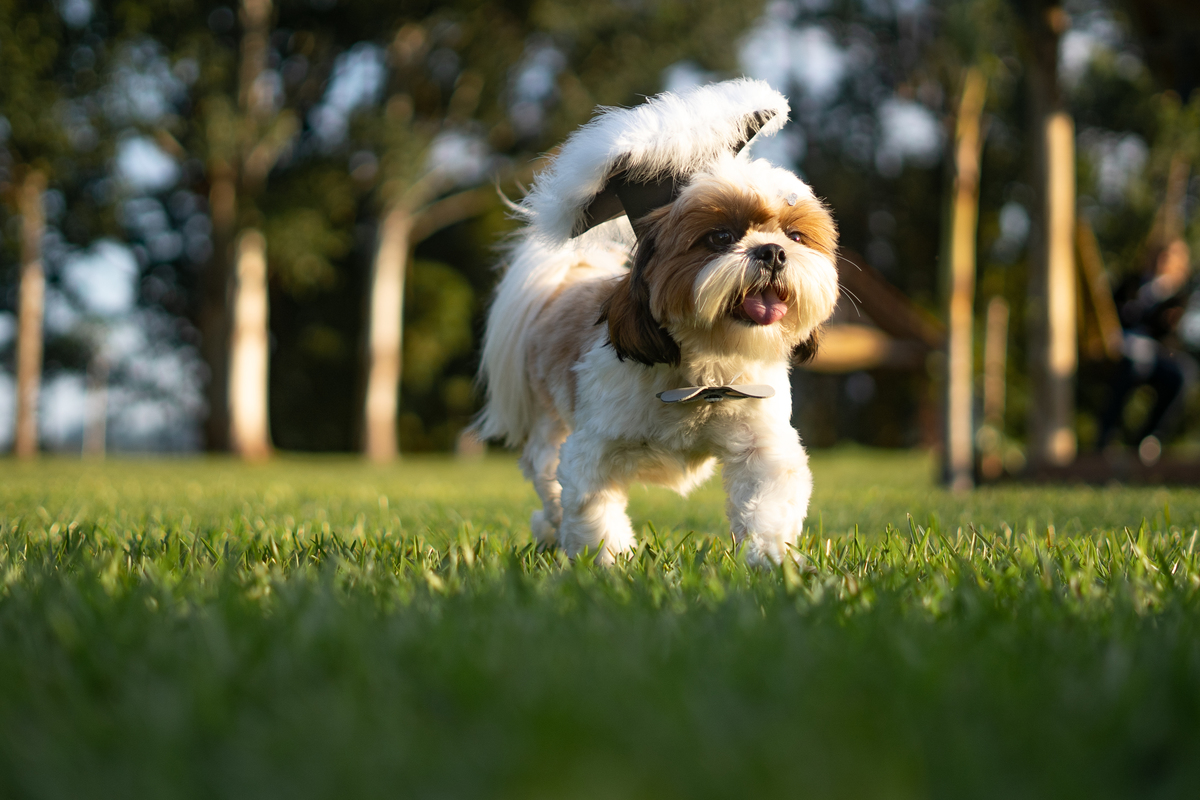 fotografo-em-osorio-rio-grande-do-sul-ensaio-de-formatura-externo-na-natureza-prova-de-toga-com-pets-cachorros