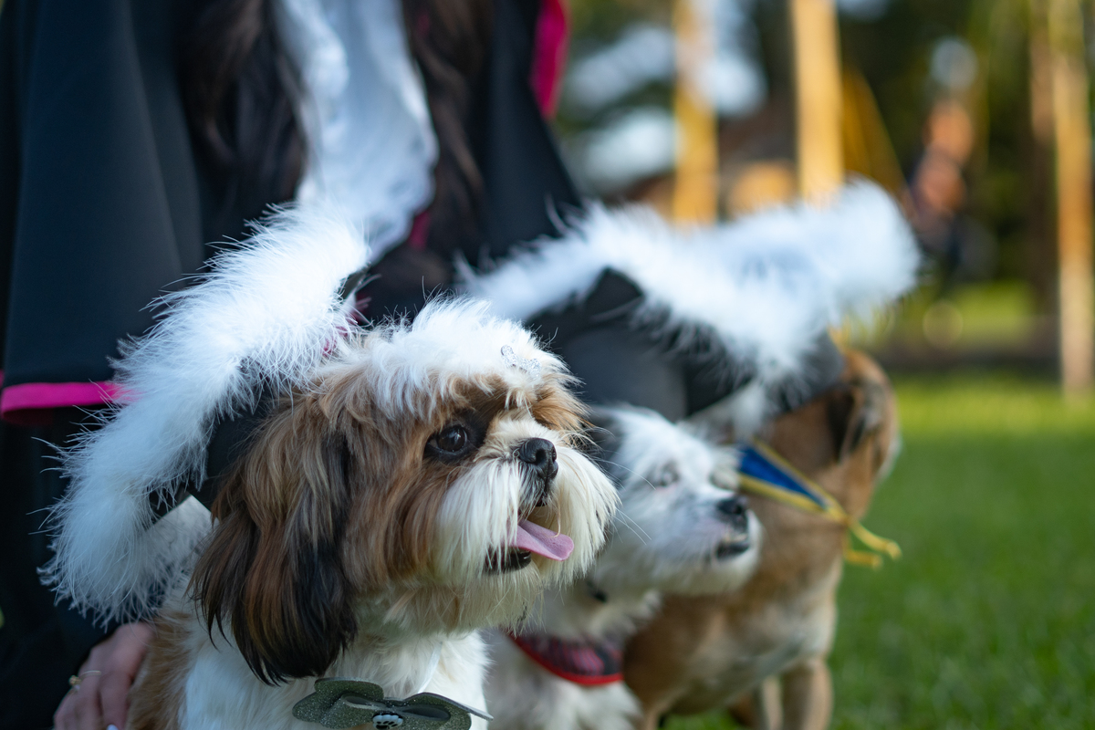 fotografo-em-osorio-rio-grande-do-sul-ensaio-de-formatura-externo-na-natureza-prova-de-toga-com-pets-cachorros