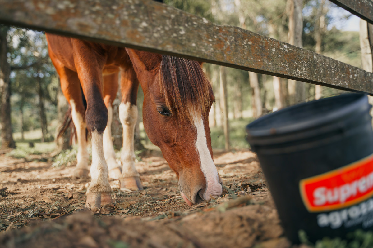 fotografo-de-osorio-felipe-lopes-fotografia-evento-de-inauguracao-canto-dos-campos-em-santo-antonio
