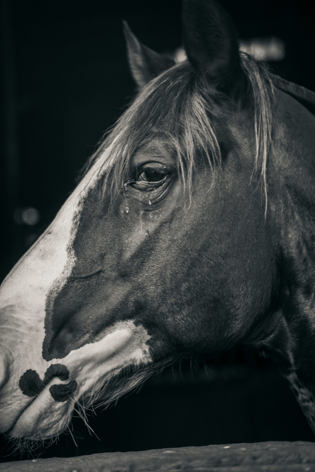 fotografo-de-osorio-felipe-lopes-fotografia-evento-de-inauguracao-canto-dos-campos-em-santo-antonio