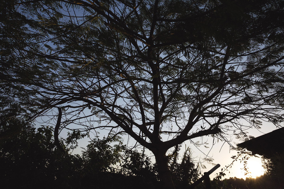 por do sol ao lado de arvore em fazenda em valinhos sp