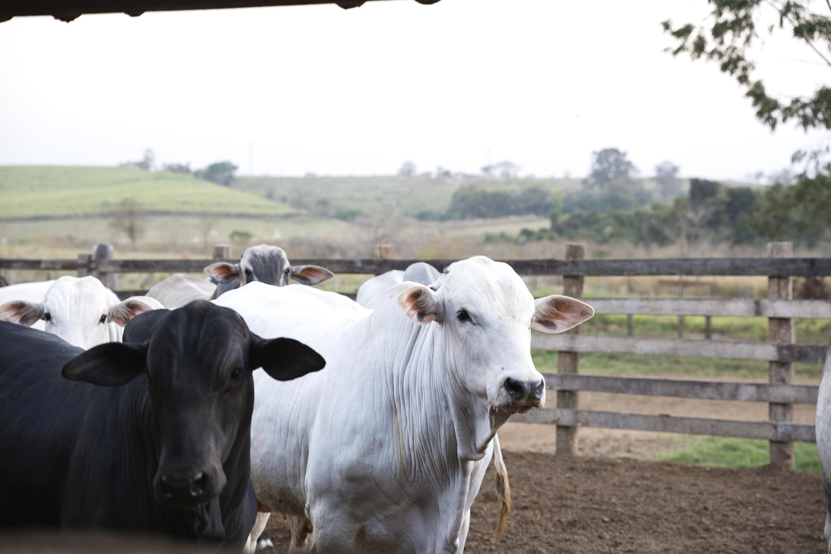 foto do gado em fazenda