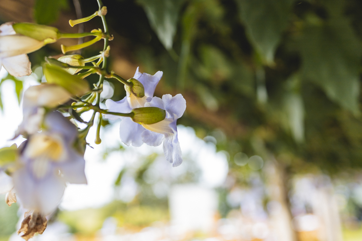 Fotos Casamento em Fazenda São José Evento em Aracoiaba da Serra SP Casal de Noivos Vanessa e Luiz Carlos Cerimonia de Matrimonio de Dia no Campo ao Ar livre Imagens pelo Fotografo Denis Silveira Especializado em Fotografia de Casamentos
