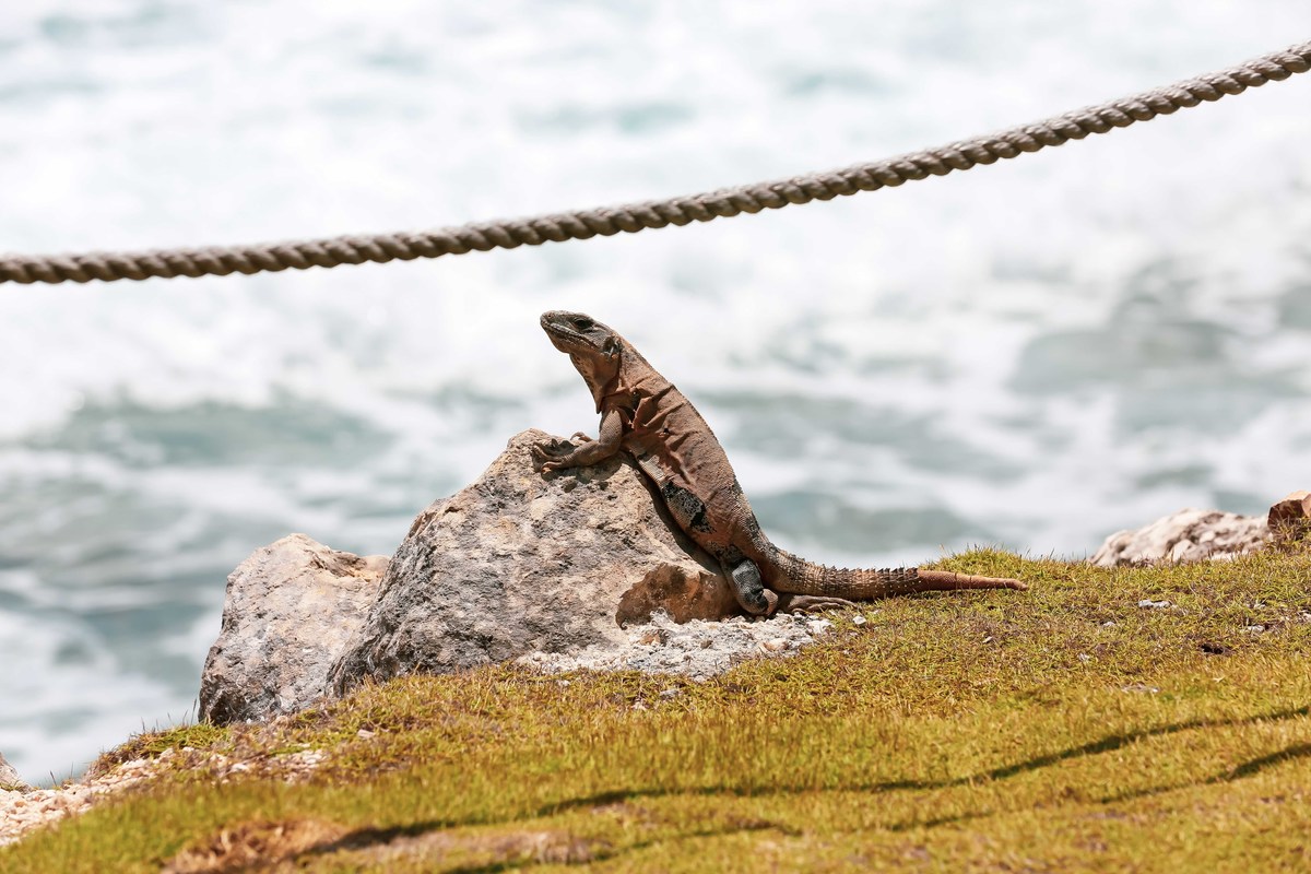 fotos de casamento na praia no caribe no hotel hyatt ziva all inclusive em cancun no mexico casal de noivos pricila e rafael fotografia pelo fotografo denis silveira destination wedding