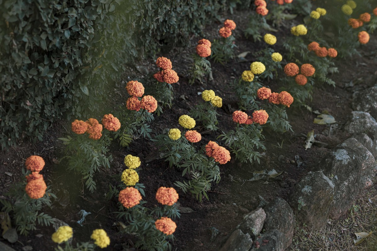 fotografia casamento de dia em fazenda do casal de noivos milena e andre em valinhos sp fotos pelo fotografo denis silveira