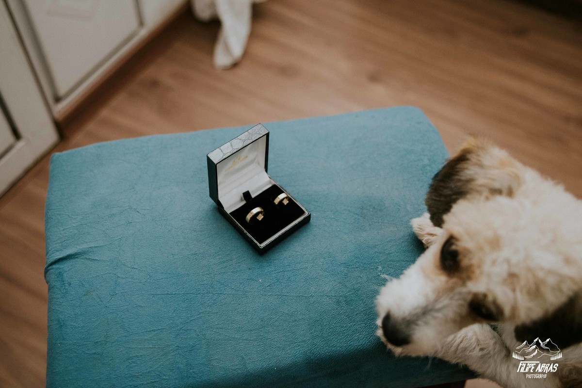 fotografia das alianças com o a cadelinha da noiva perto
