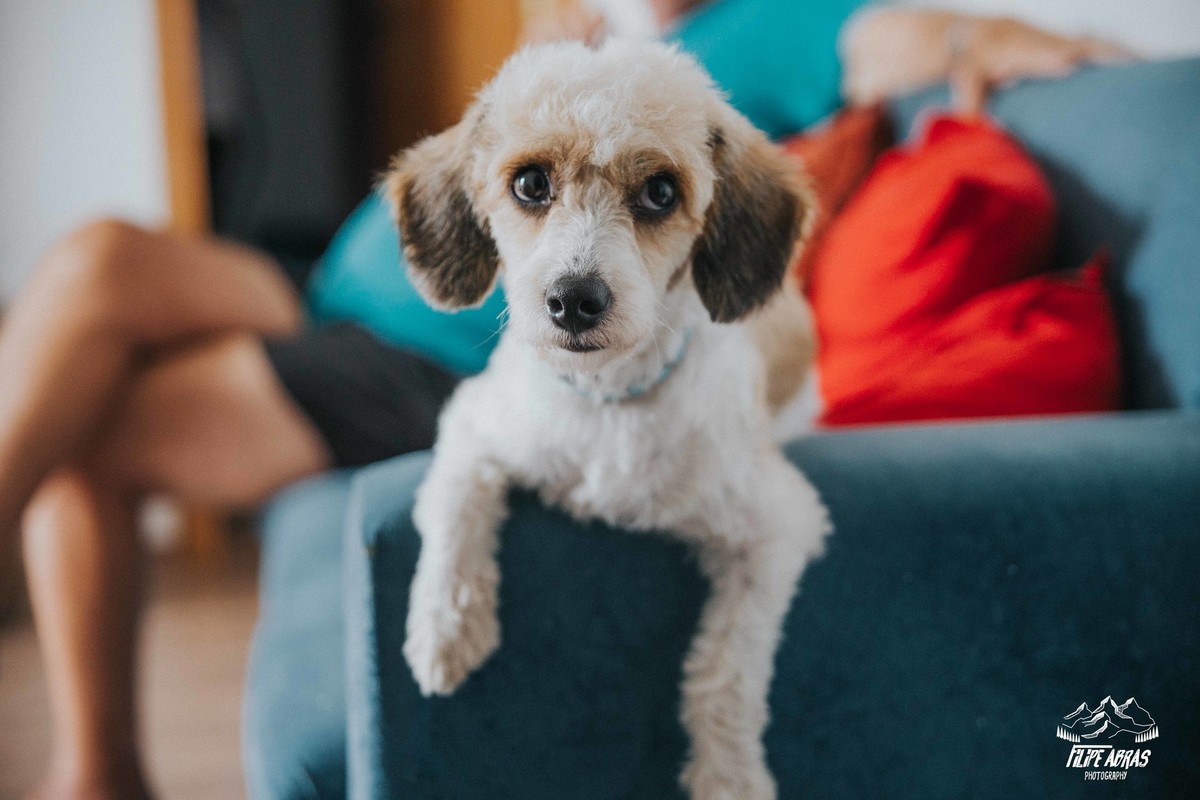 retrato de animais em que o cachorro está no sofá e olhando para a camera