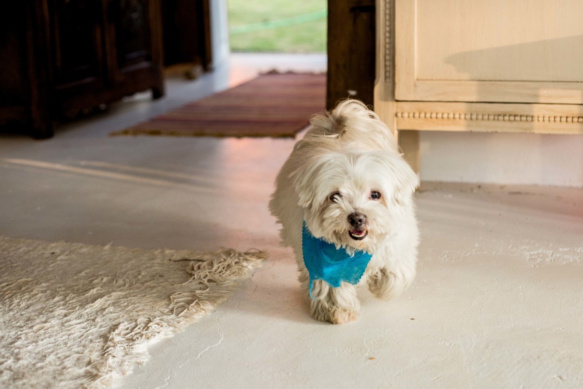 Cachorrinho fofo andando pela casa