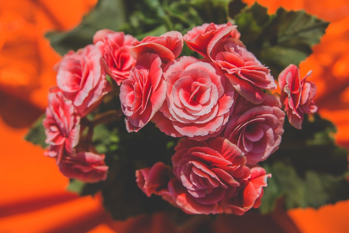 detalhes da ornamentação com belas rosas