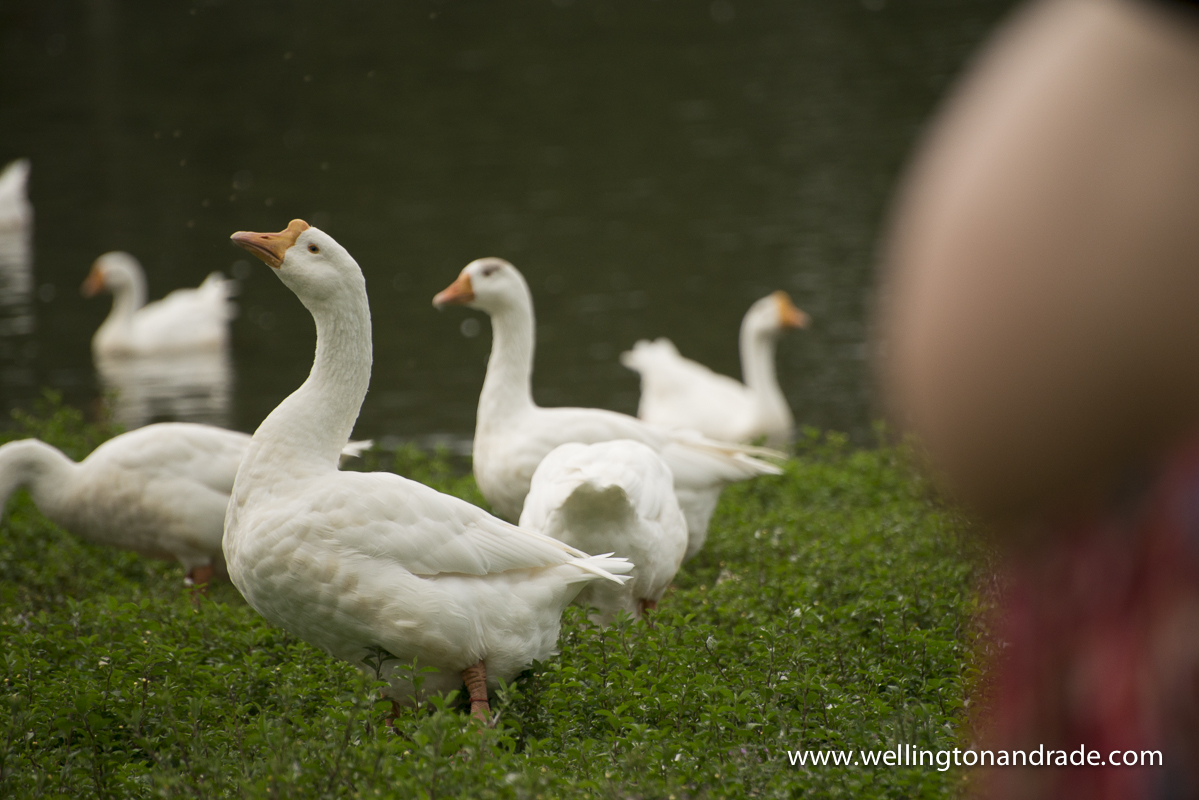 ensaio de gestante, book de gestante, fotógrafo de gestante, ensaio de grávida, book de grávida, sessão de grávida, fotografia de grávida, ensaio de gestante sp, ensaio de gestante pr, ensaio de gestante rj, ensai