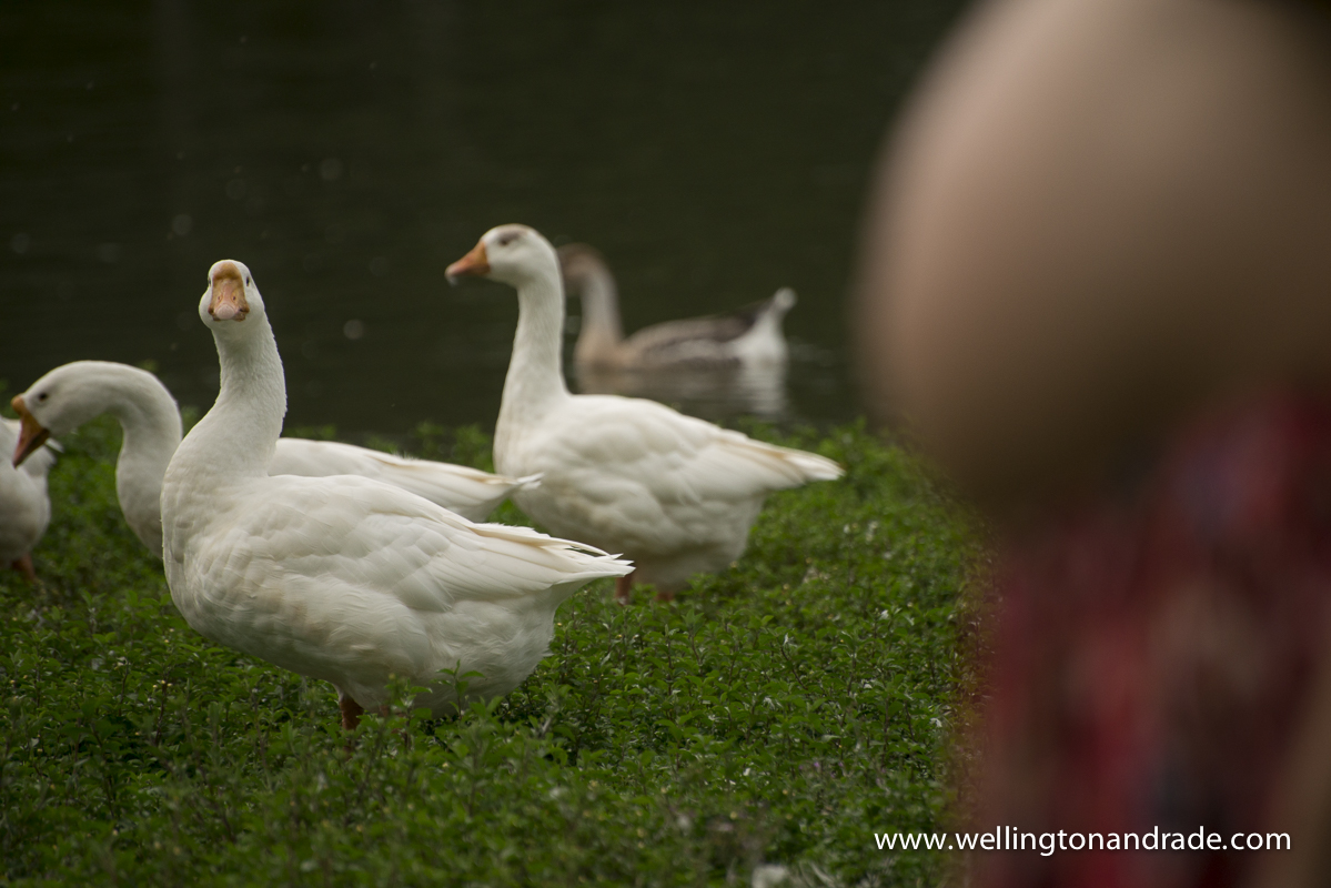 ensaio de gestante, book de gestante, fotógrafo de gestante, ensaio de grávida, book de grávida, sessão de grávida, fotografia de grávida, ensaio de gestante sp, ensaio de gestante pr, ensaio de gestante rj, ensai