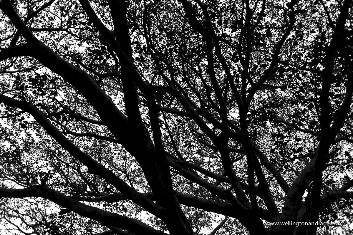 book de gestante, book de grávida, book de gestante no parque, book de gestante externa, book de gestante campinas, book de gestante alpha vile, book de gestante alphavile, ensaio de gestante, ensaio de gestante campinas, ensaio de gestante sp, ens