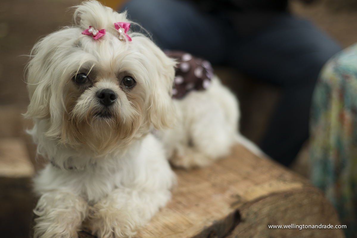 book de gestante, book de grávida, book de gestante no parque, book de gestante externa, book de gestante campinas, book de gestante alpha vile, book de gestante alphavile, ensaio de gestante, ensaio de gestante campinas, ensaio de gestante sp, ens