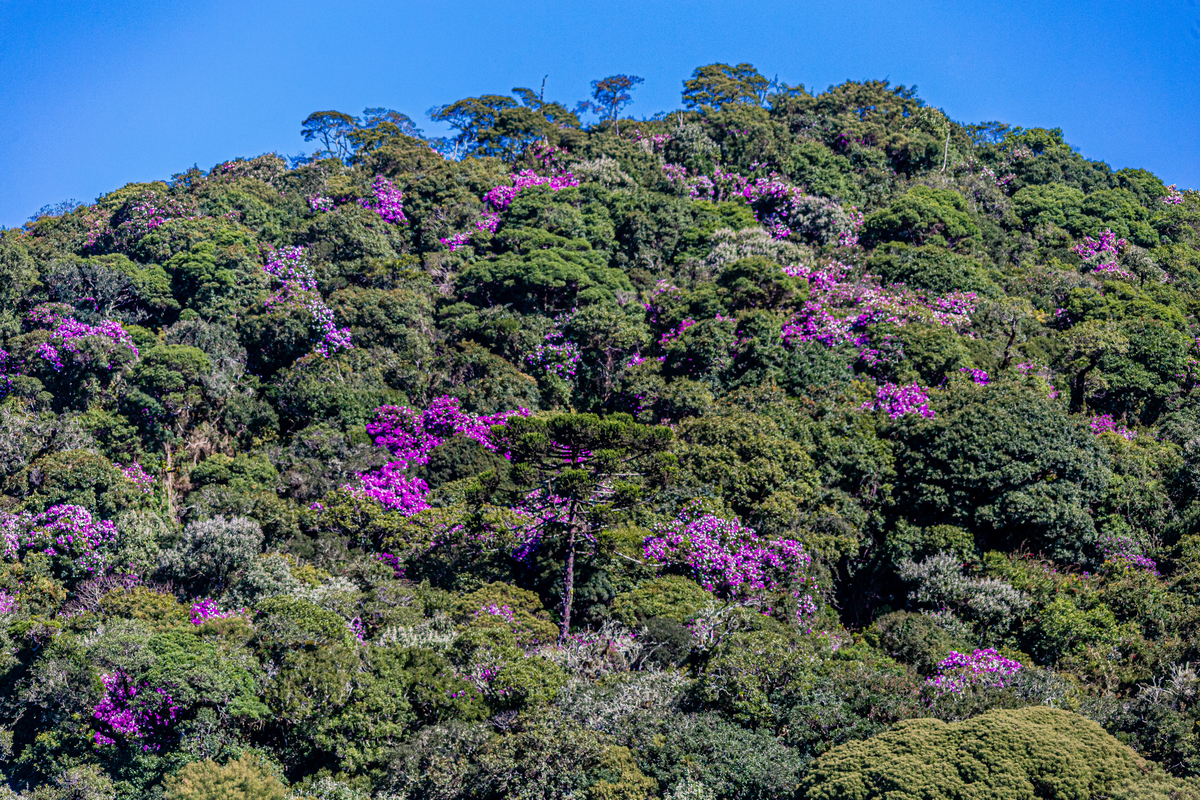 Cores de Outono em Cambara do Sul 