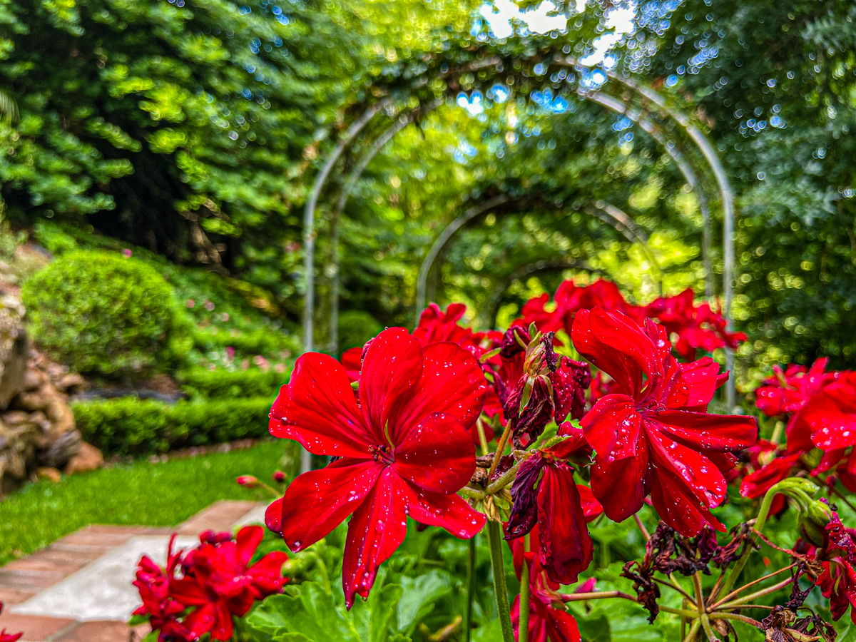 Flores vermelhas no Garden Park em Gramado.  