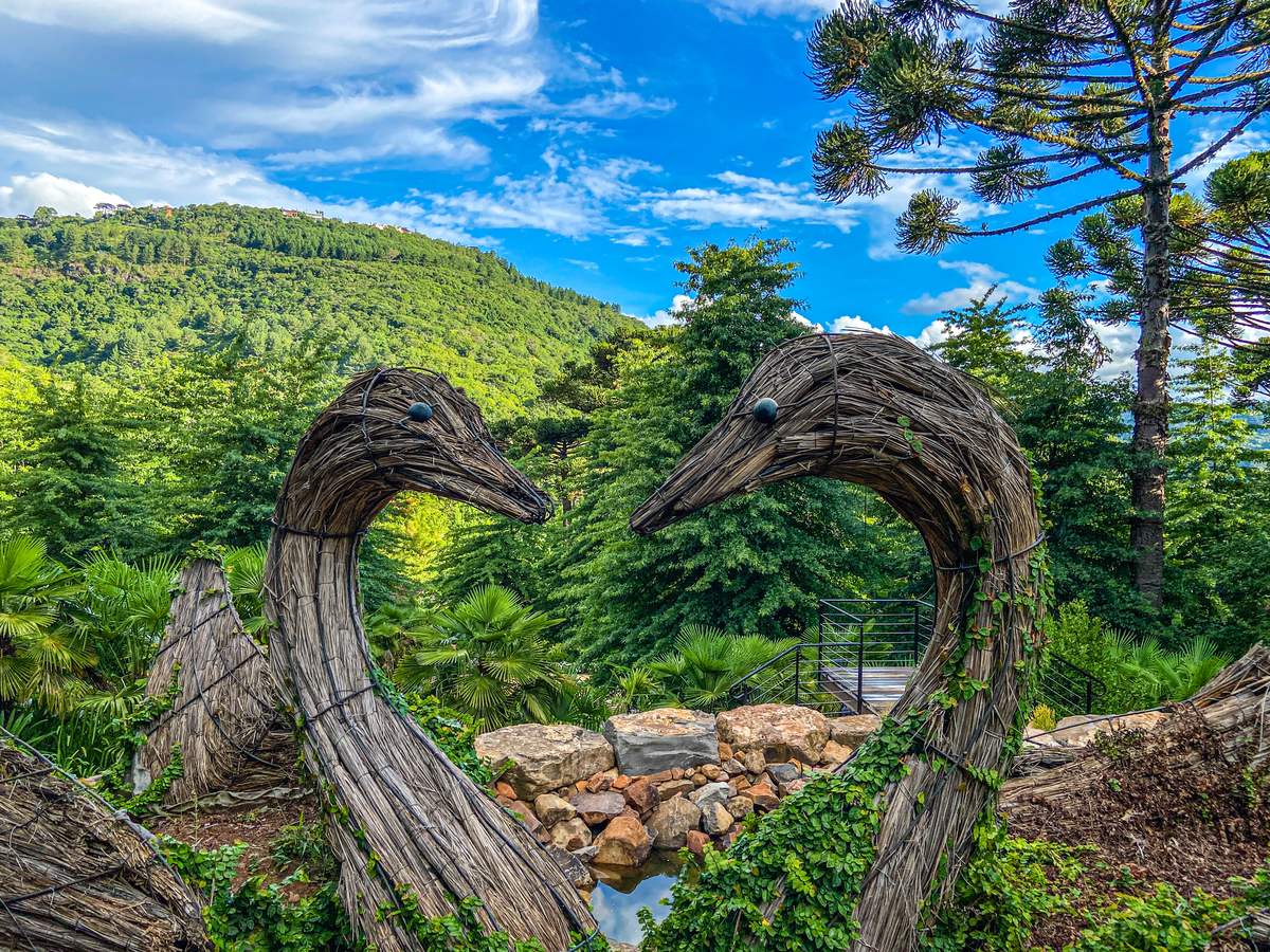 Cisne apaixonado Garden Park em Gramado 