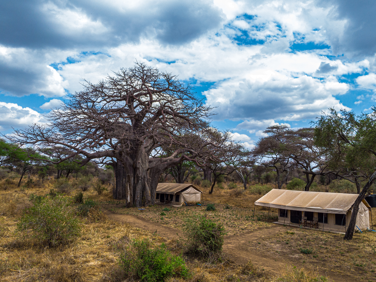 BE IN THE MIDLE OF THE SAVANA TARANGIRE BAOBAB TENTED CAMP