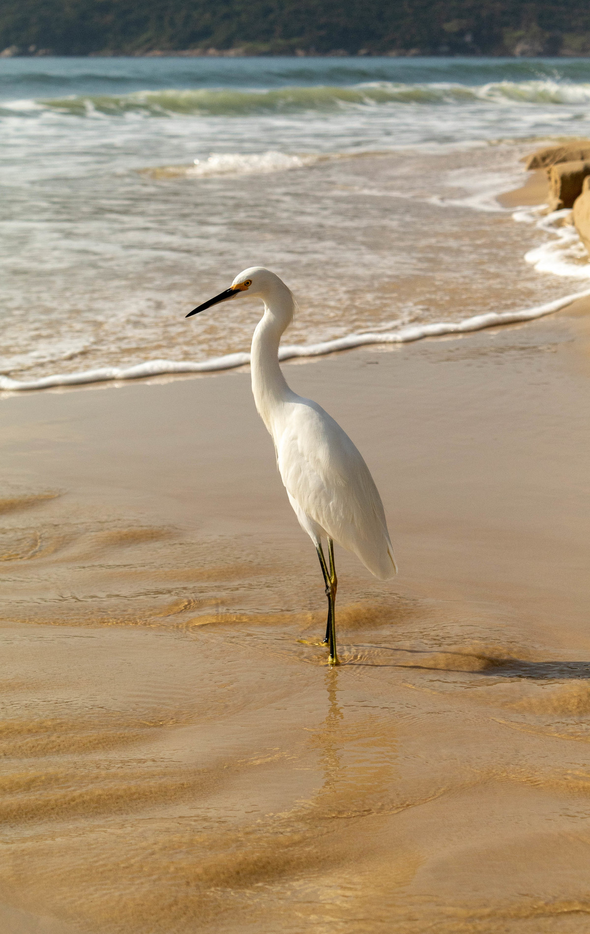 Praia dos Ingleses / Florianópolis