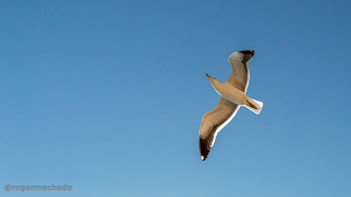 Praia dos Ingleses / Florianópolis