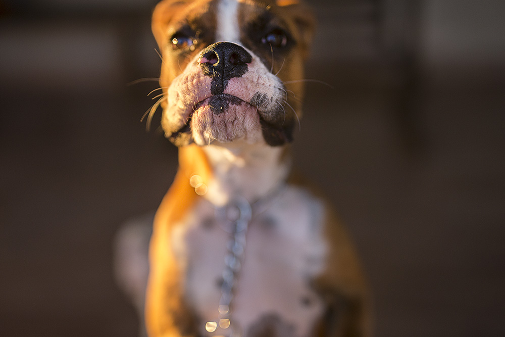 @estudioalexandrecasttro