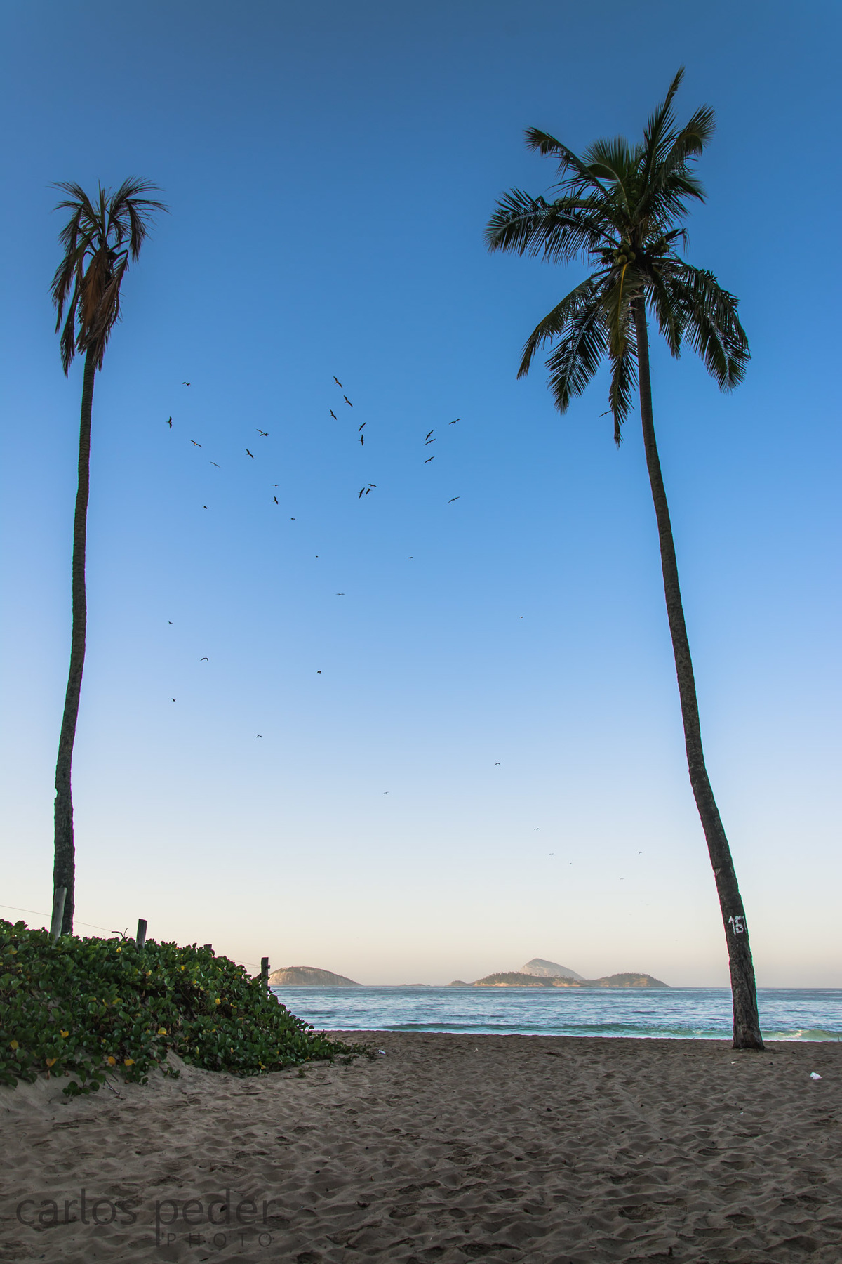 Ipanema- coqueirão