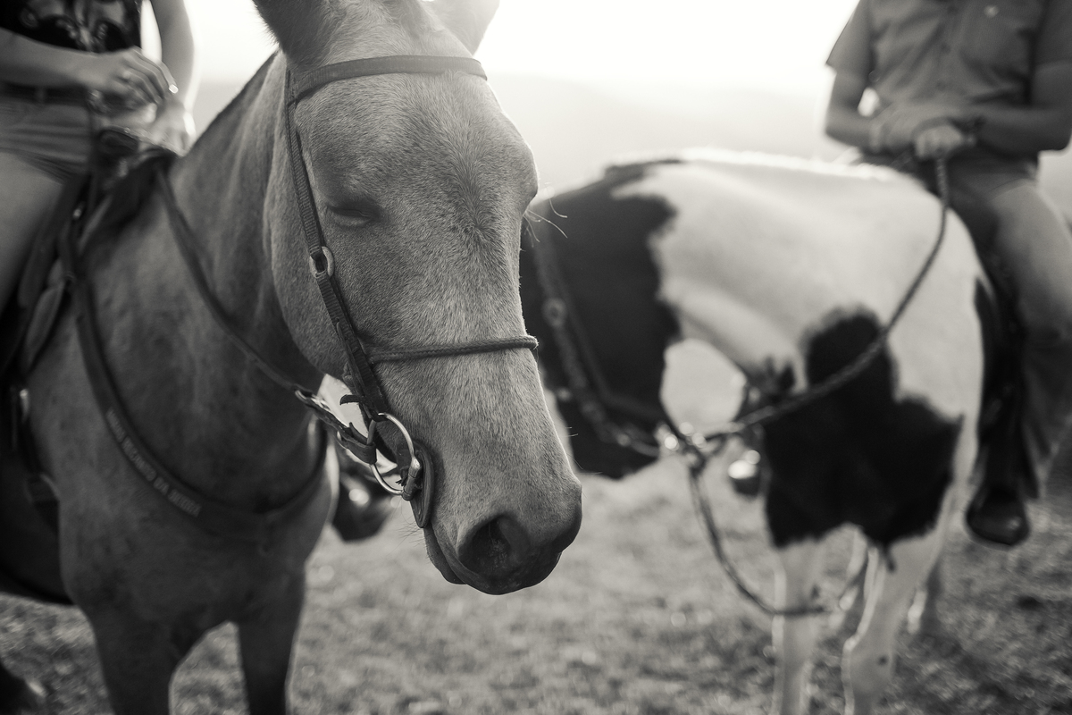 Ensaio  de Casamento com cavalos e vida no campo