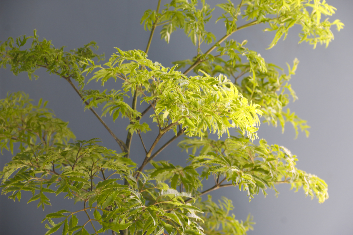Fotografia da Natureza - RJ
