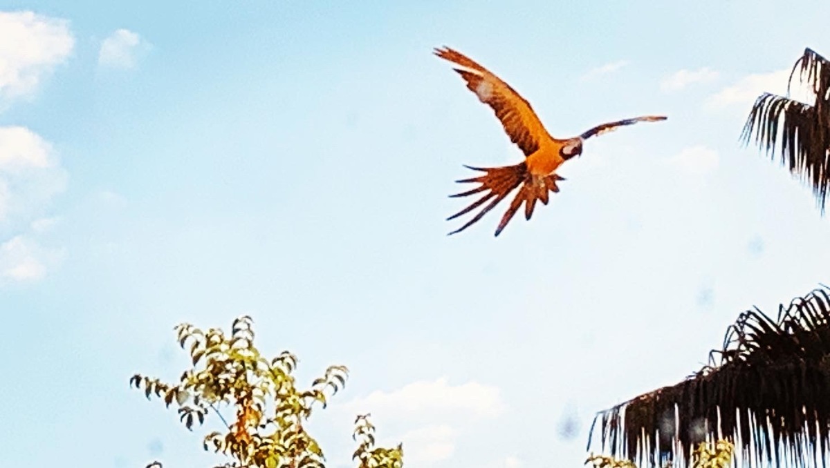 Fotografia de Pássaros - Brasília